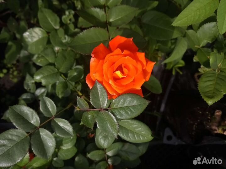 Розы неукрывные 2 летние