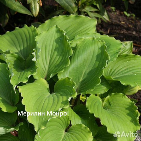 Хосты сортовые