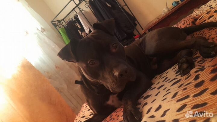 Вязка собак