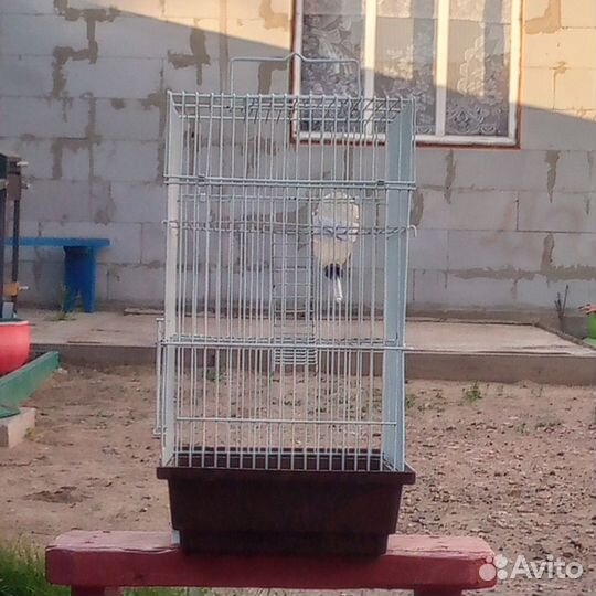 Клетка для хомяков и крыс сстаяние хорошее