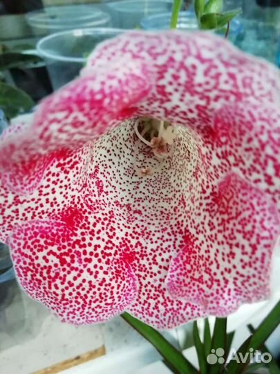 Глоксинии. Детки. Листы