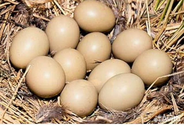 Яйцо фазана румынского. Покажи яйцо фазана. Павлин яйца для инкубатора режим. Как выглядят яйца фазана. Инкубационное яйцо фазана купить