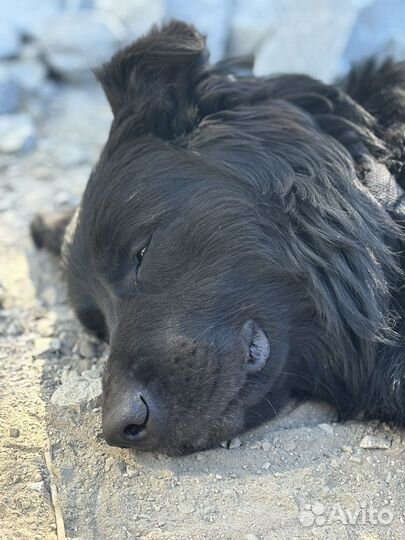 Отдам собаку в добрые руки