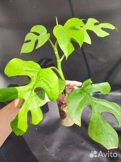 Рафидофора тетрасперма (Монстера Минима)