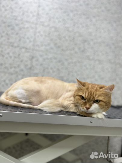 Кошка в дар бесплатно