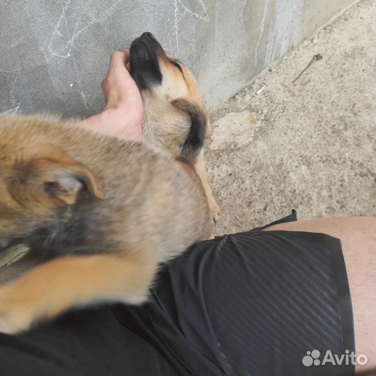 Собака в добрые руки отдам бесплатно