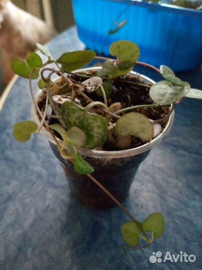 Церопегия вуда