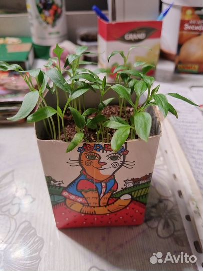 Рассада жгучего перца