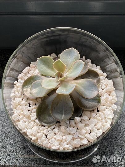 Флорариум мини с эхеверией