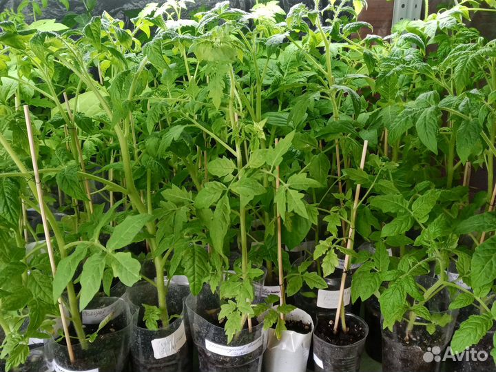 Рассада томатов для теплицы и улицы