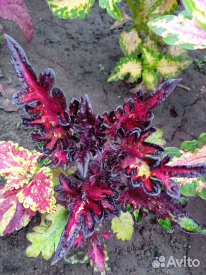 Колеусы (новые сорта) 1 часть