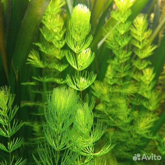 Растения аквариумные