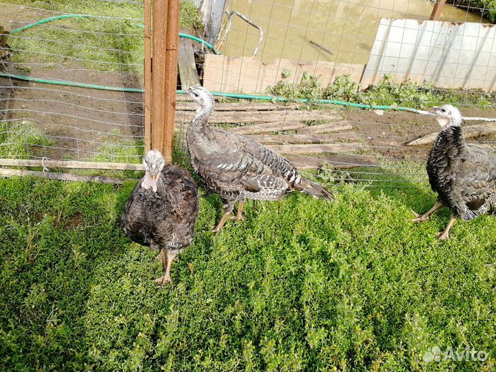 Индюки бронза