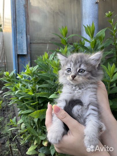 Пушистые котята в добрые руки