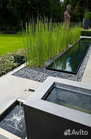 Хвощ зимующий.Саженцы для создания ландшафта