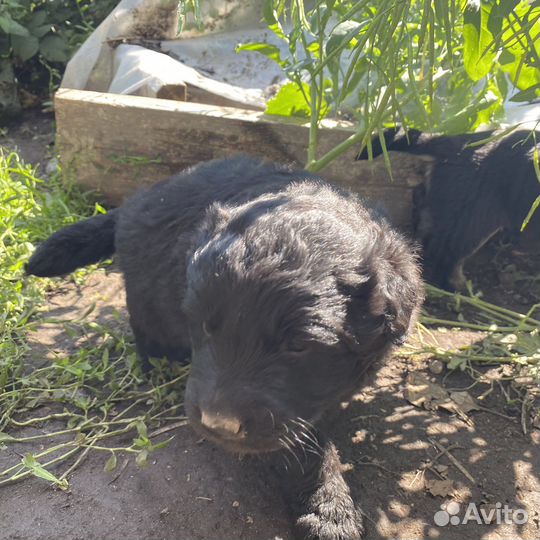 Щенята бесплатно