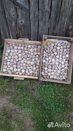 Озимый чеснок