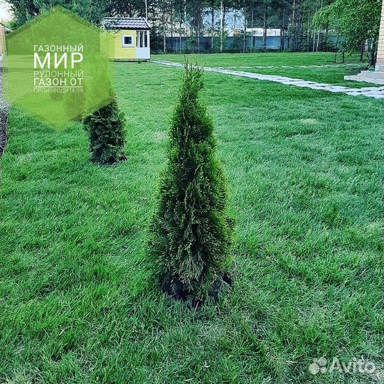 Рулонный газон