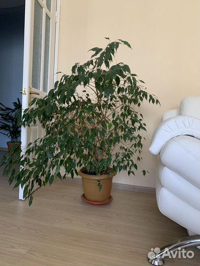 Фикус бенджамина большой