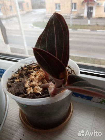 Домашние цветы