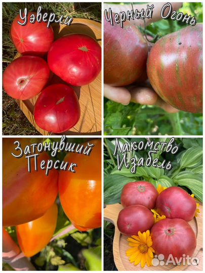 Семена томатов-гномов низкорослых