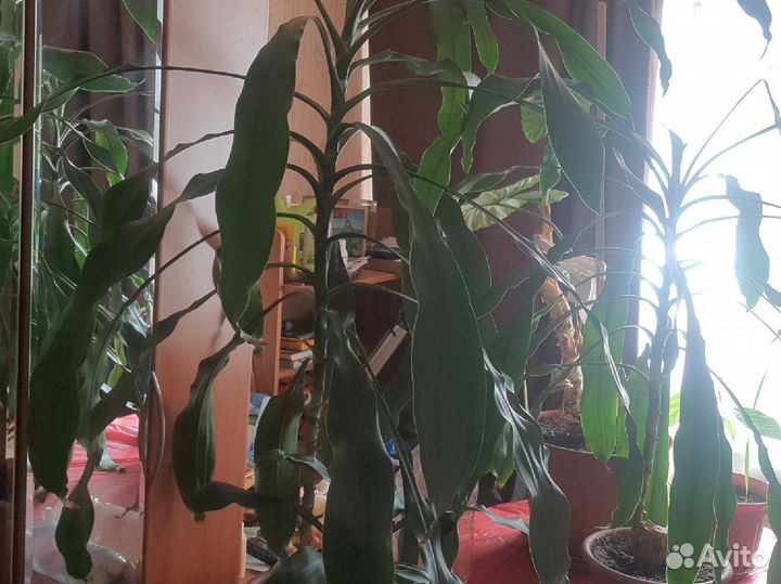 Пальма юкка