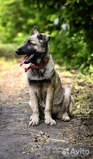 Щенок девочка Веста 4 мес