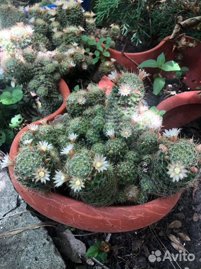 Кактусы