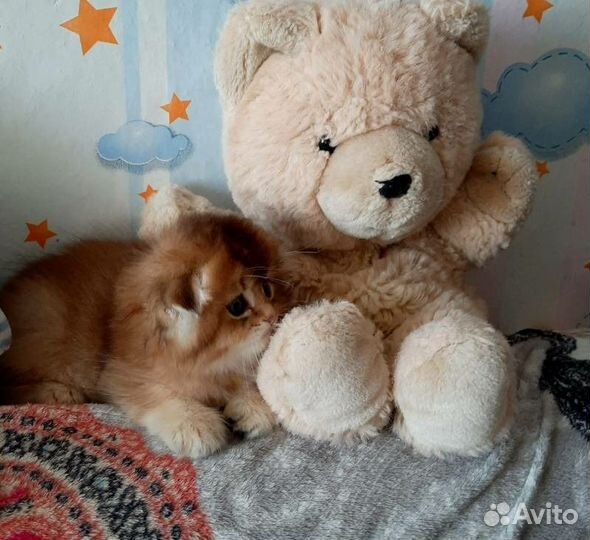 Шотландские золотые котята