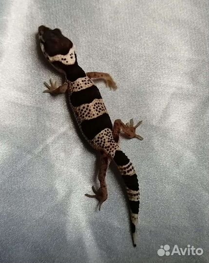 Геккон эублефар самки