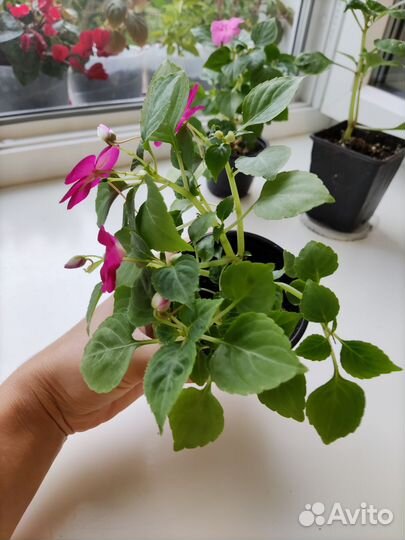 Бальзамин 4 вида