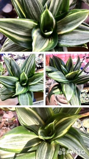 Сансевиерия Ханни Грей,Страйкер,Керли