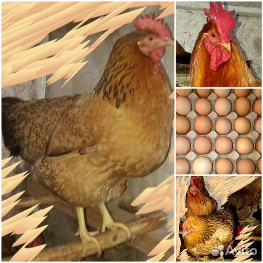 Инкубационное яйцо породы Кучинская Юбилейная