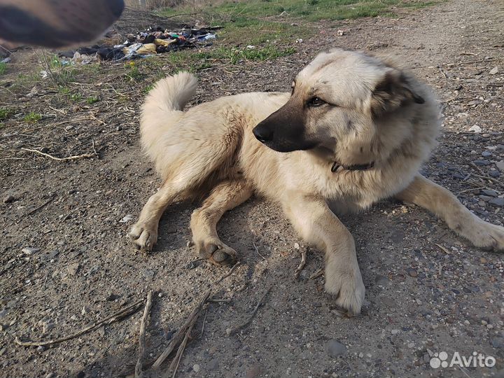 Собака в добрые руки