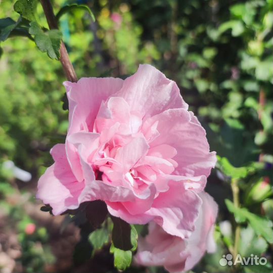 Гибискус шифон древовидный