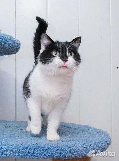 Кошка в дар в добрые руки здорова стерилизована