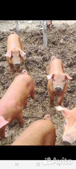 Поросята- Хрячки на племя
