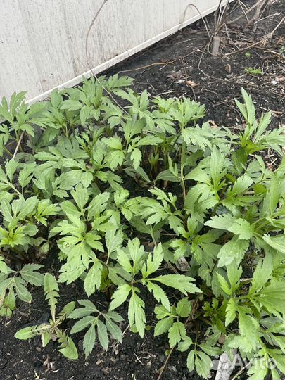 Садовые растения