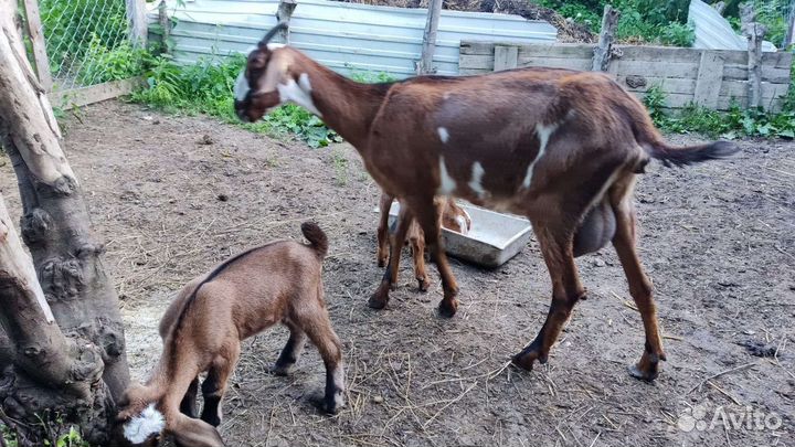 Нубийские козы и козлята