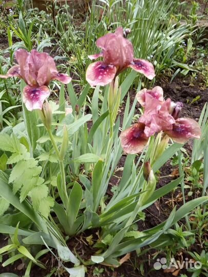 Ирисы бородатые