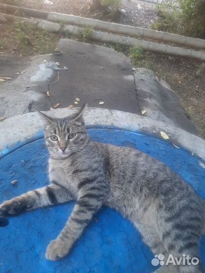 Котик в добрые руки