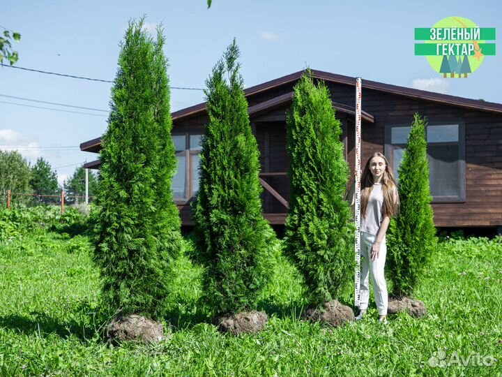 Туи 180 см