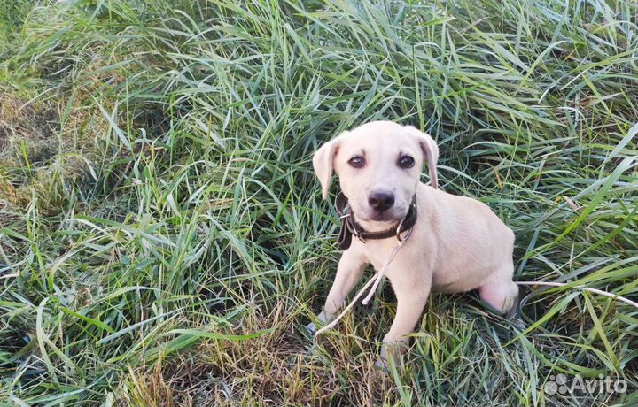 Маленький щенок-мальчик ищет любящую семью