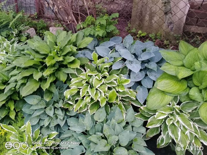 Хоста Albomarginata, Halcyon и др часть 1