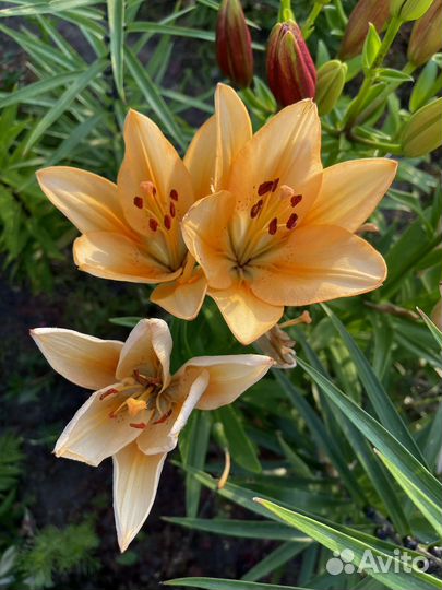 Цветущие лилии