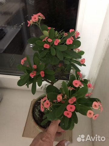 Молочай миля