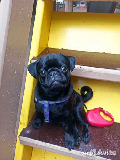 Щенки мопса