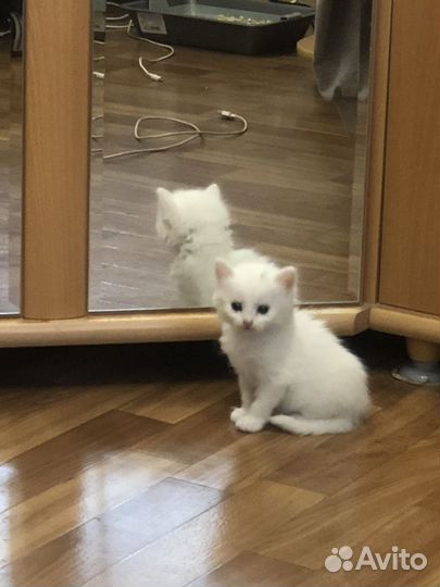 Котенок