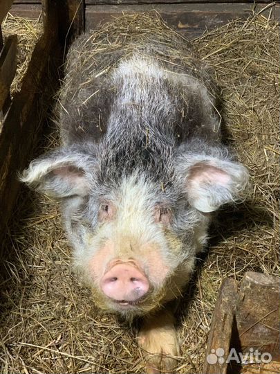 Хряк, вьетнамские поросята