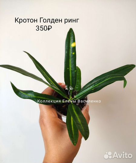 Монстеры кротон и др комнатные цветы